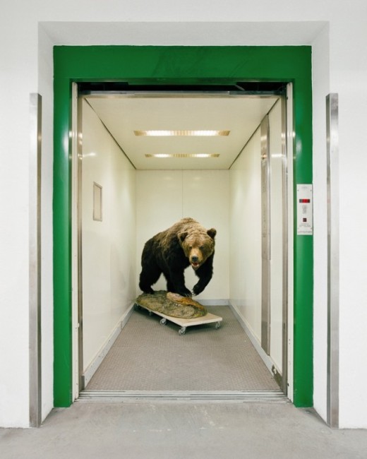 Photograph by Klaus Pichler, stuffed bear enroute behind the museum scenes....