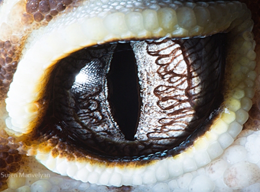 eyes-of-animals-close-ups-15